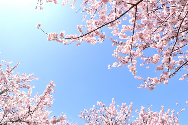 弥彦公園の桜の見頃 開花状況 ライトアップ 屋台は 四季イベのしおり