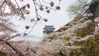 津山城の桜