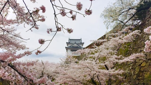 津山城の桜